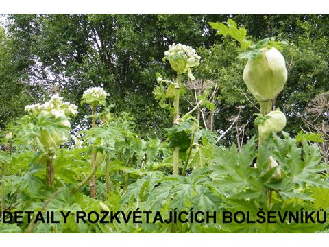 Foto 82